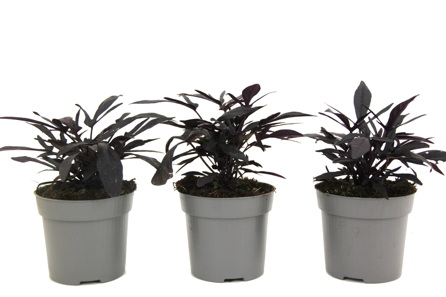 Patate douce - Set de 3 - Ipomoea batatas - Hauteur 10-15cm - ⌀10,5cm