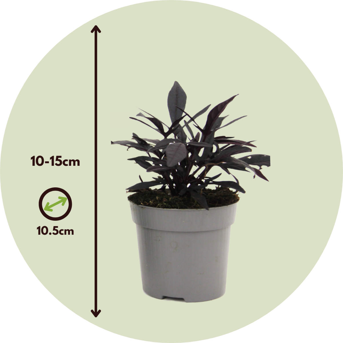 Patate douce - Set de 3 - Ipomoea batatas - Hauteur 10-15cm - ⌀10,5cm