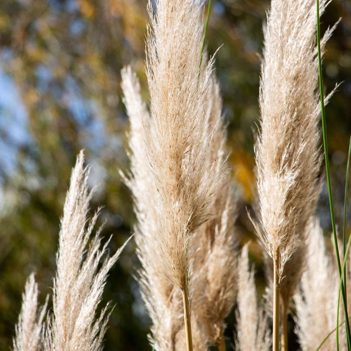 Herbe de la Pampa - Set de 3 - Cortaderia selloana - Hauteur 25-40cm - ⌀9cm