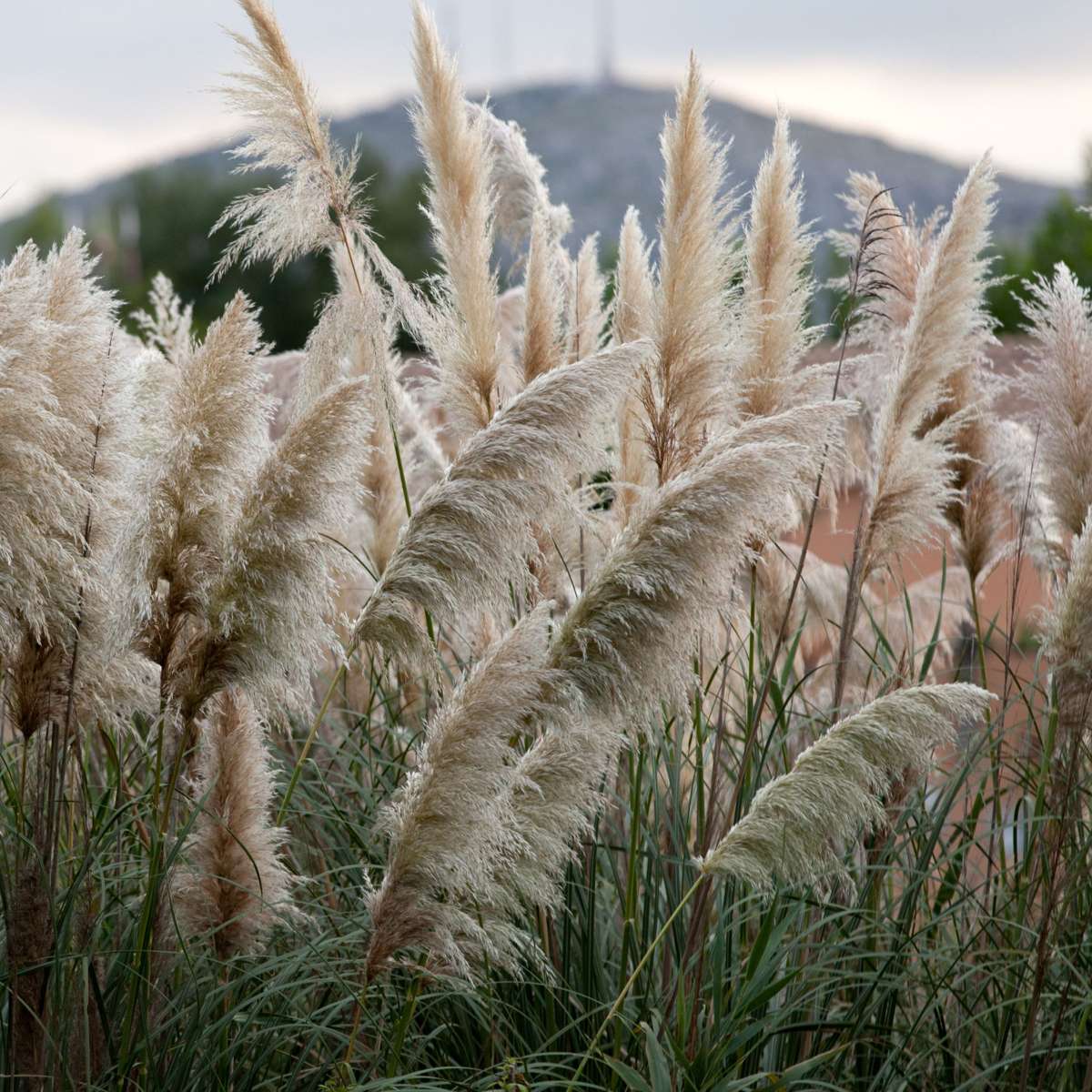 Herbe de la Pampa - Set de 6 - Cortaderia selloana - Hauteur 25-40cm - ⌀9cm - TD Plantz