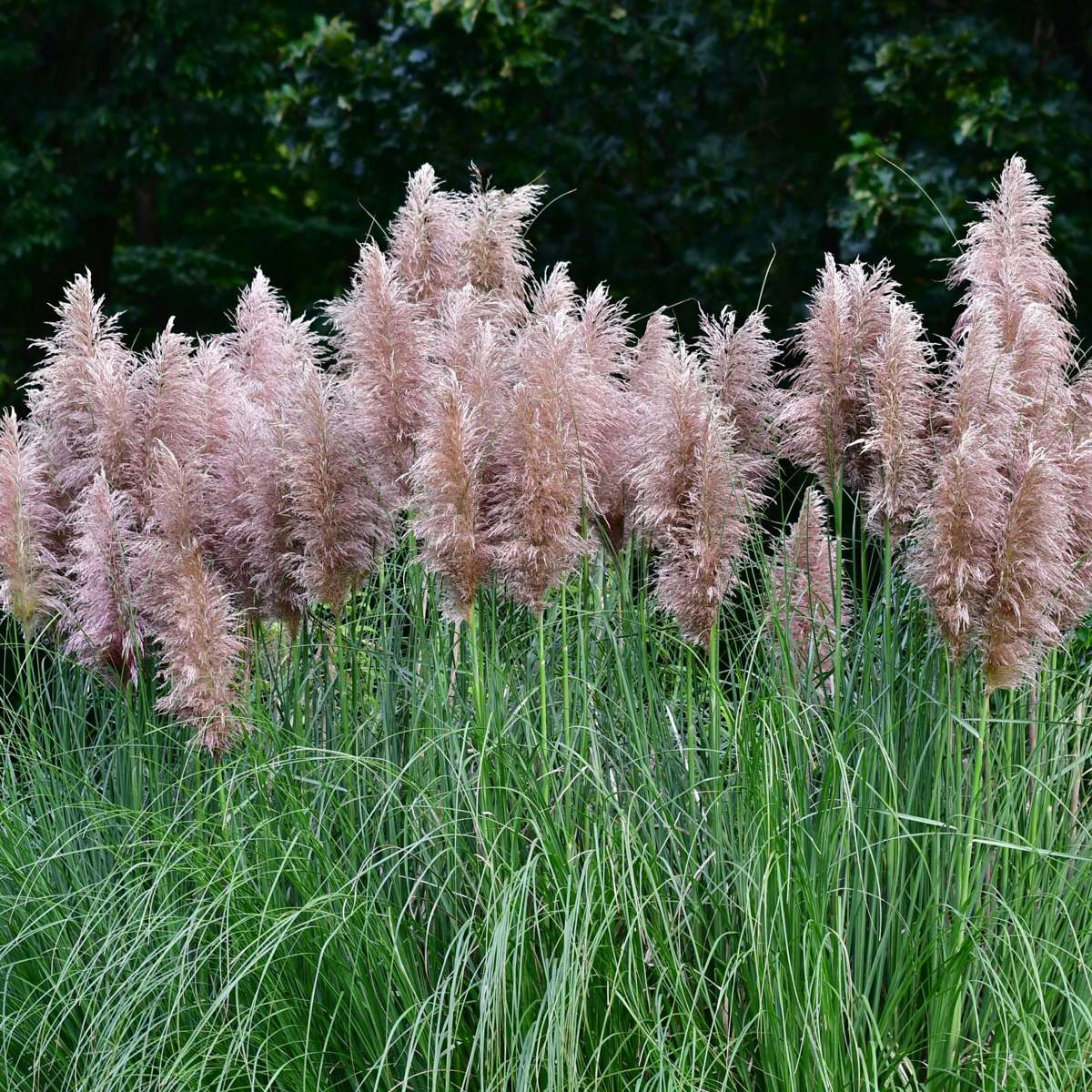 Herbe de la Pampa - Set de 6 - Cortaderia selloana - Hauteur 25-40cm - ⌀9cm - TD Plantz