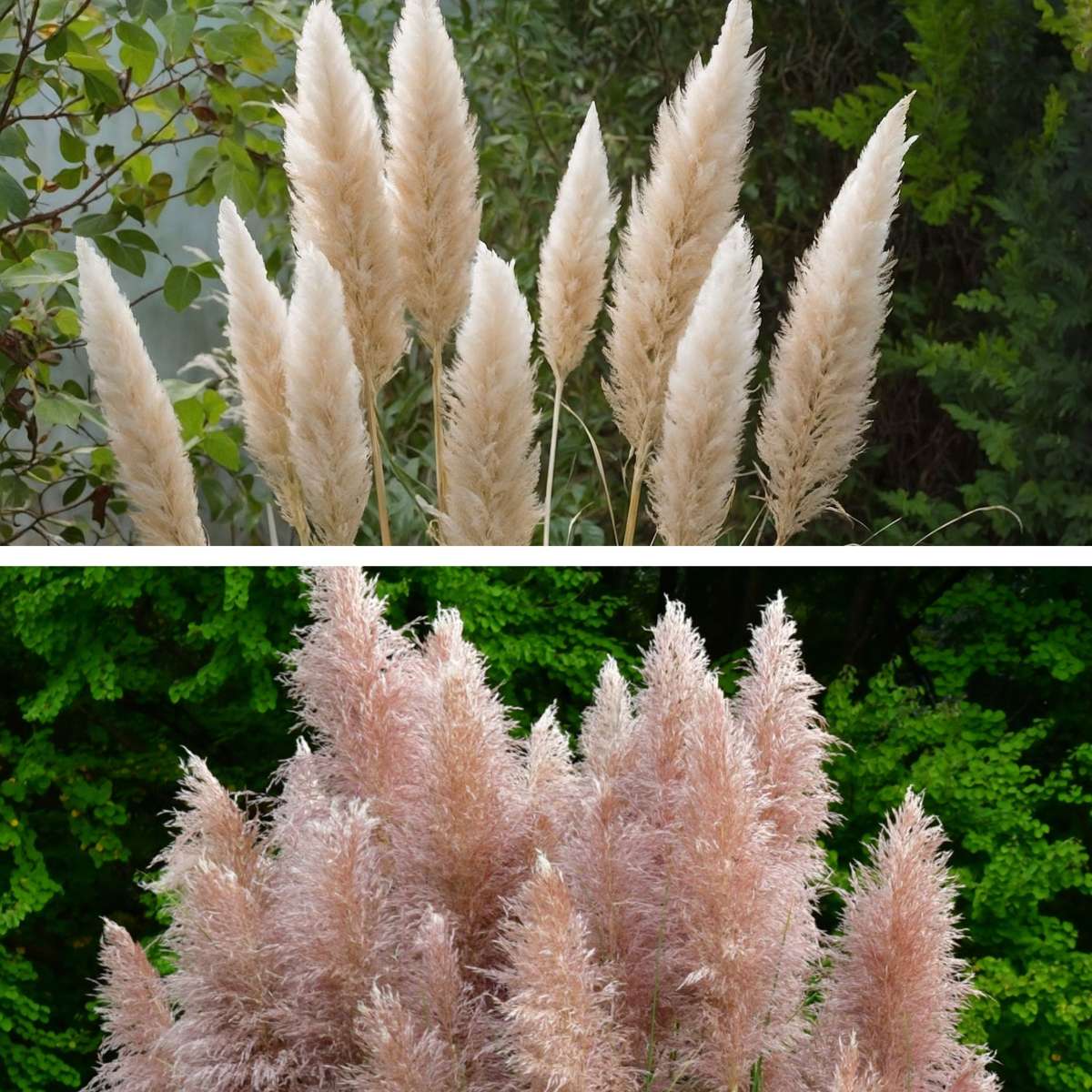 Herbe de la Pampa - Set de 6 - Cortaderia selloana - Hauteur 25-40cm - ⌀9cm - TD Plantz
