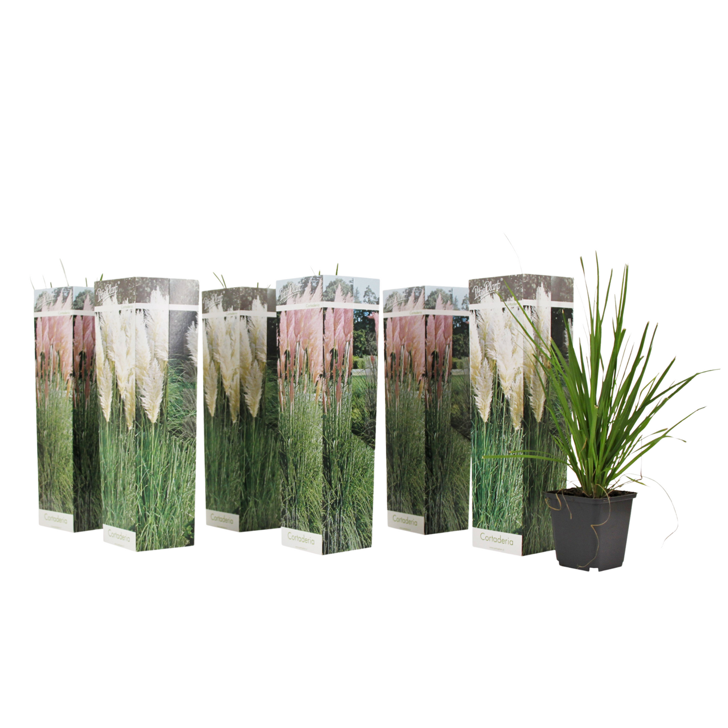Herbe de la Pampa - Set de 6 - Cortaderia selloana - Hauteur 25-40cm - ⌀9cm - TD Plantz