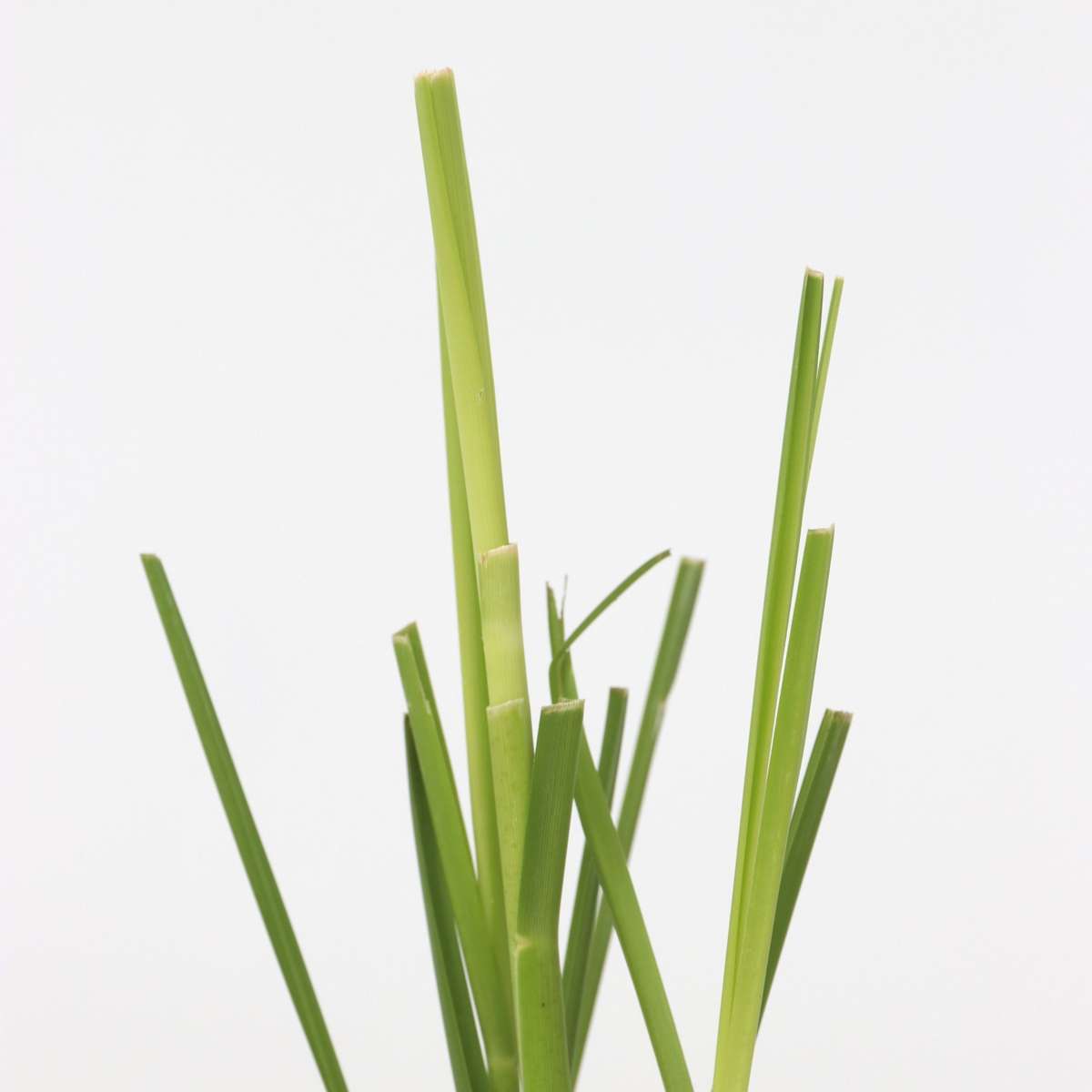 Herbe de la Pampa - Set de 6 - Cortaderia selloana - Hauteur 25-40cm - ⌀9cm