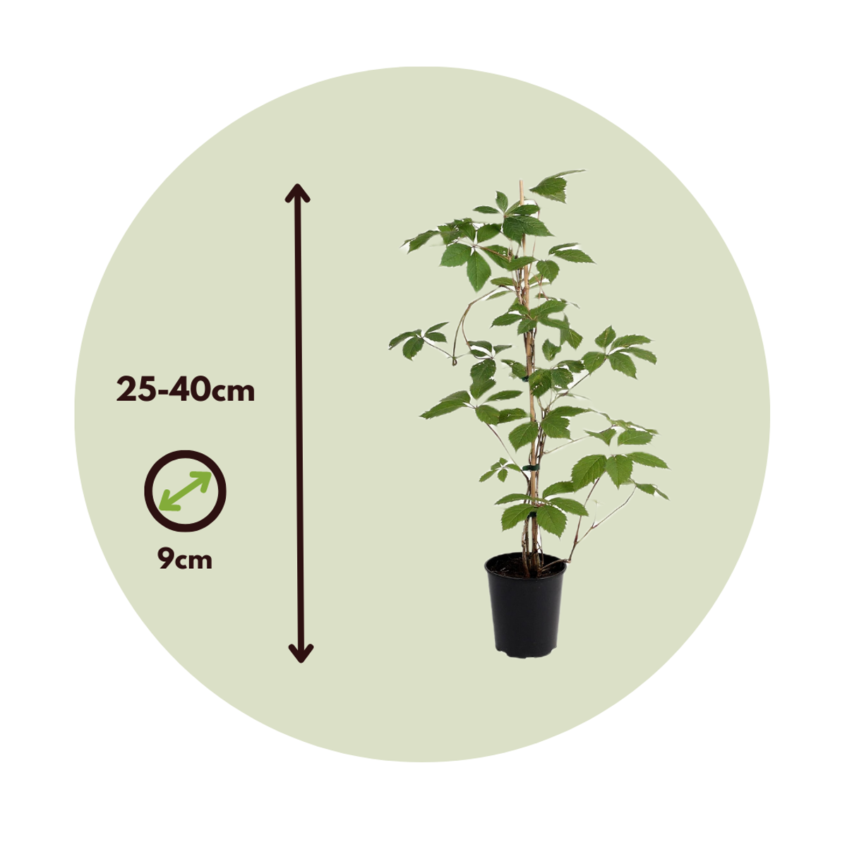 Virginia creeper - 3 pcs. - Parthenocissus quinquefolia - Height 25-40cm - ⌀9cm