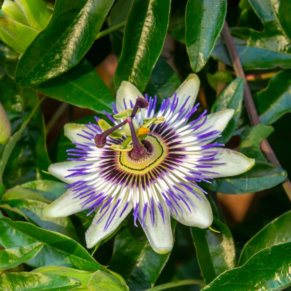 Passiflore - Set de 6 - Passiflora hybridum - Hauteur 25-40cm - ⌀9cm