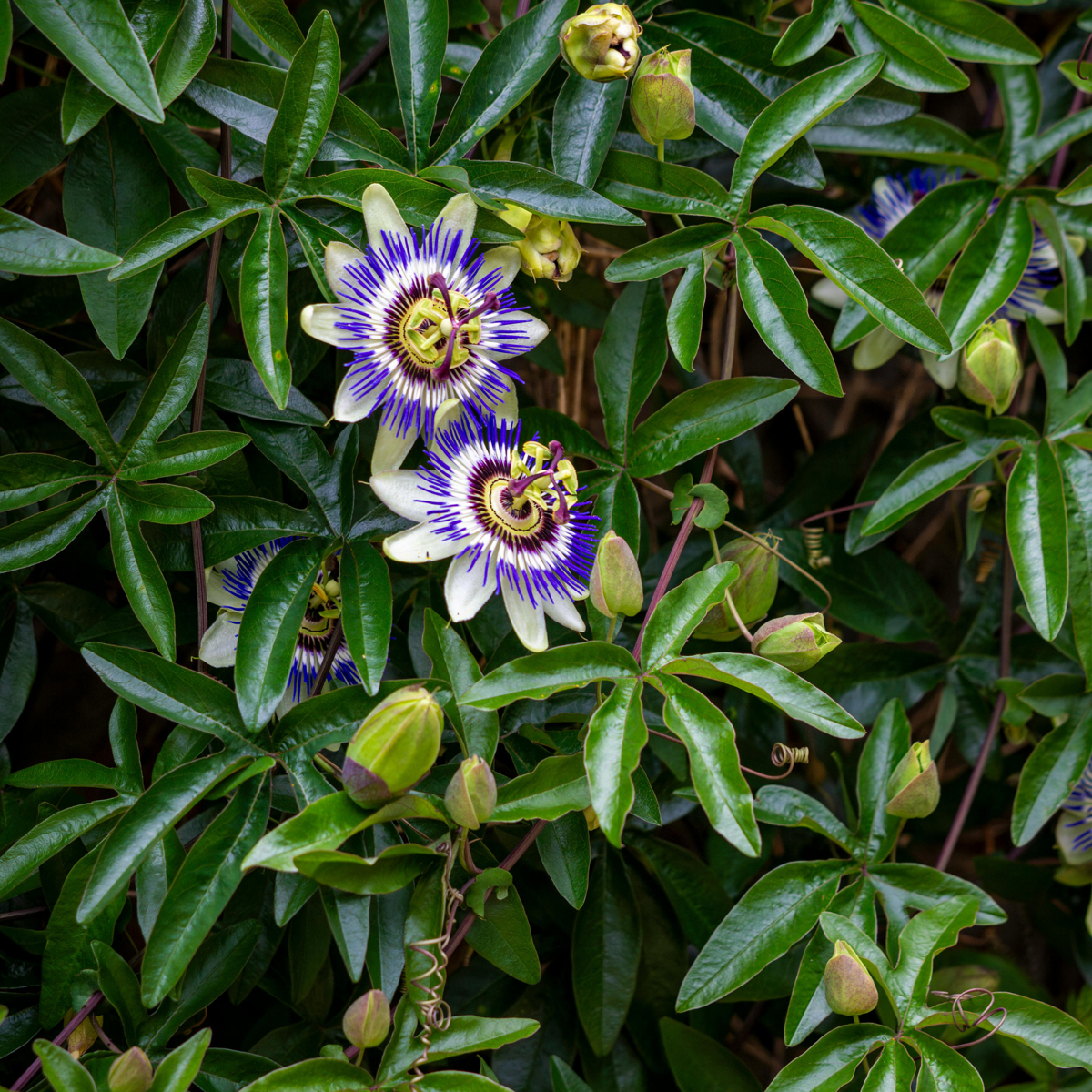 Passiflore - Set de 3 - Passiflora edulis 'Frederick' - Hauteur 25-40cm - ⌀9cm
