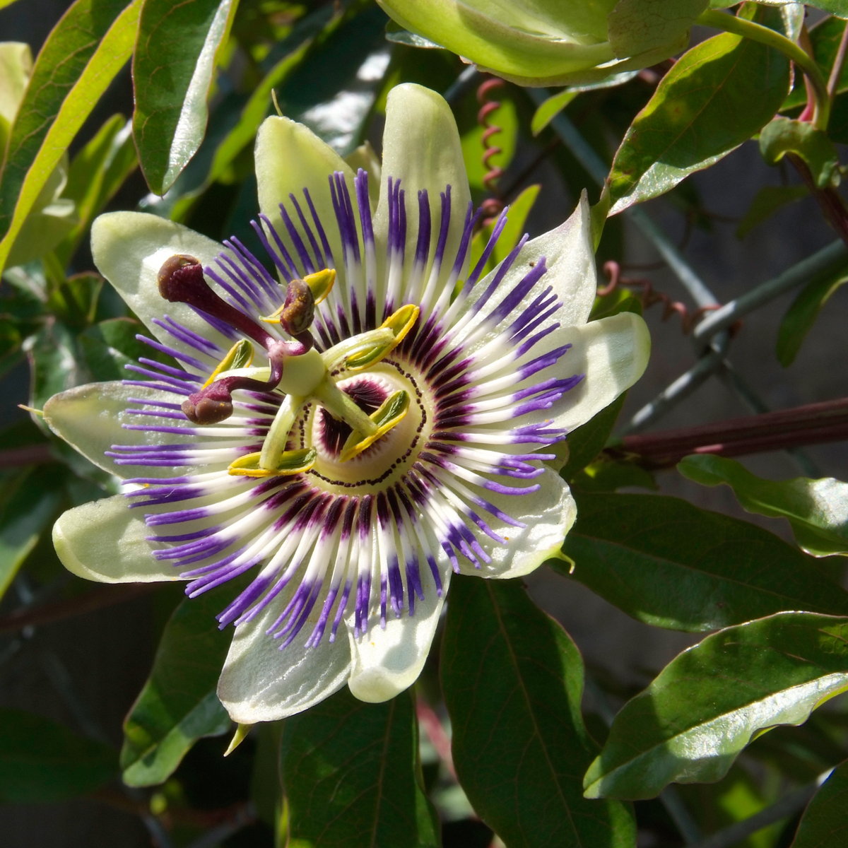 Passiflore - Set de 6 - Passiflora edulis 'Frederick' - Hauteur 25-40cm - ⌀9cm