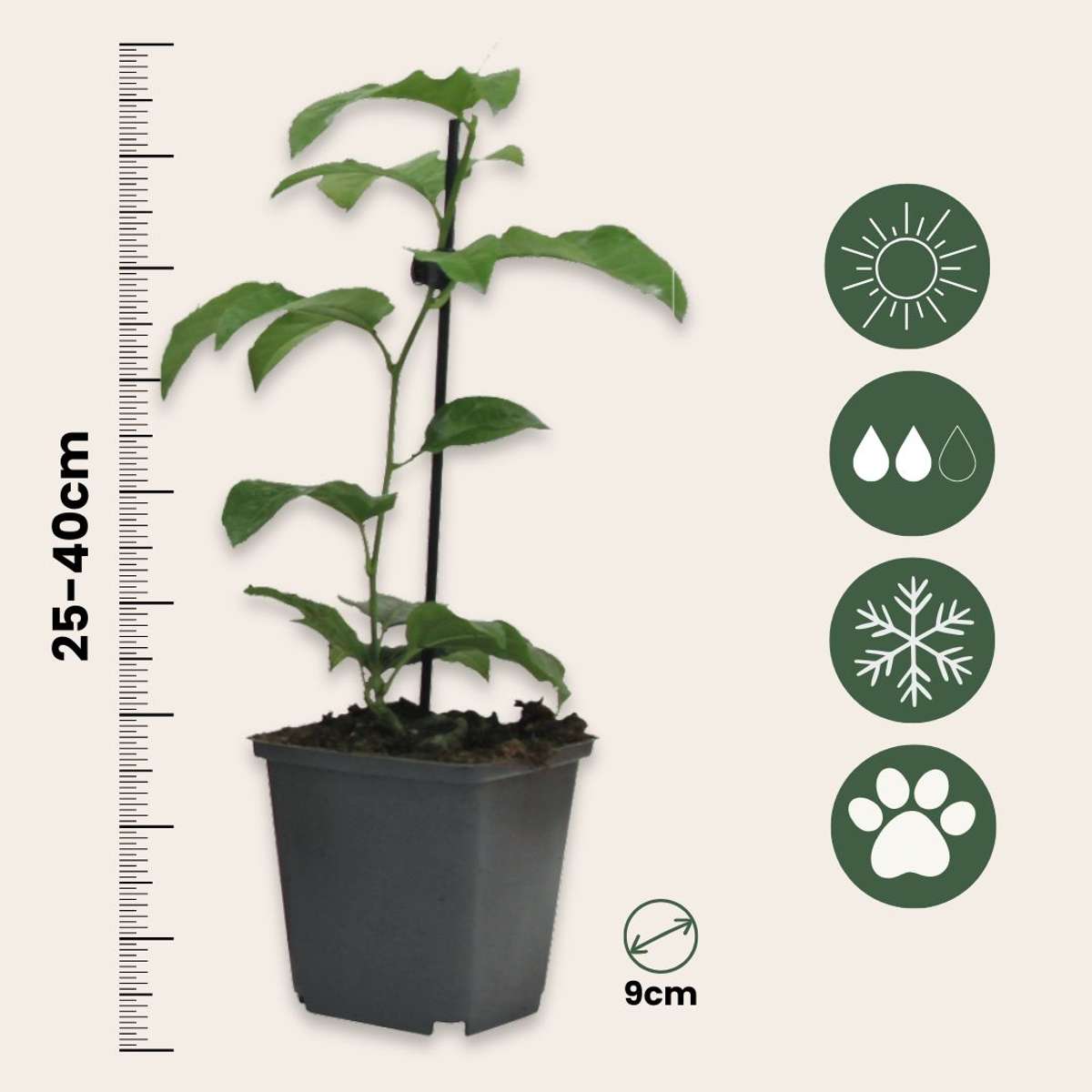 Passiflore - Set de 6 - Passiflora edulis 'Frederick' - Hauteur 25-40cm - ⌀9cm