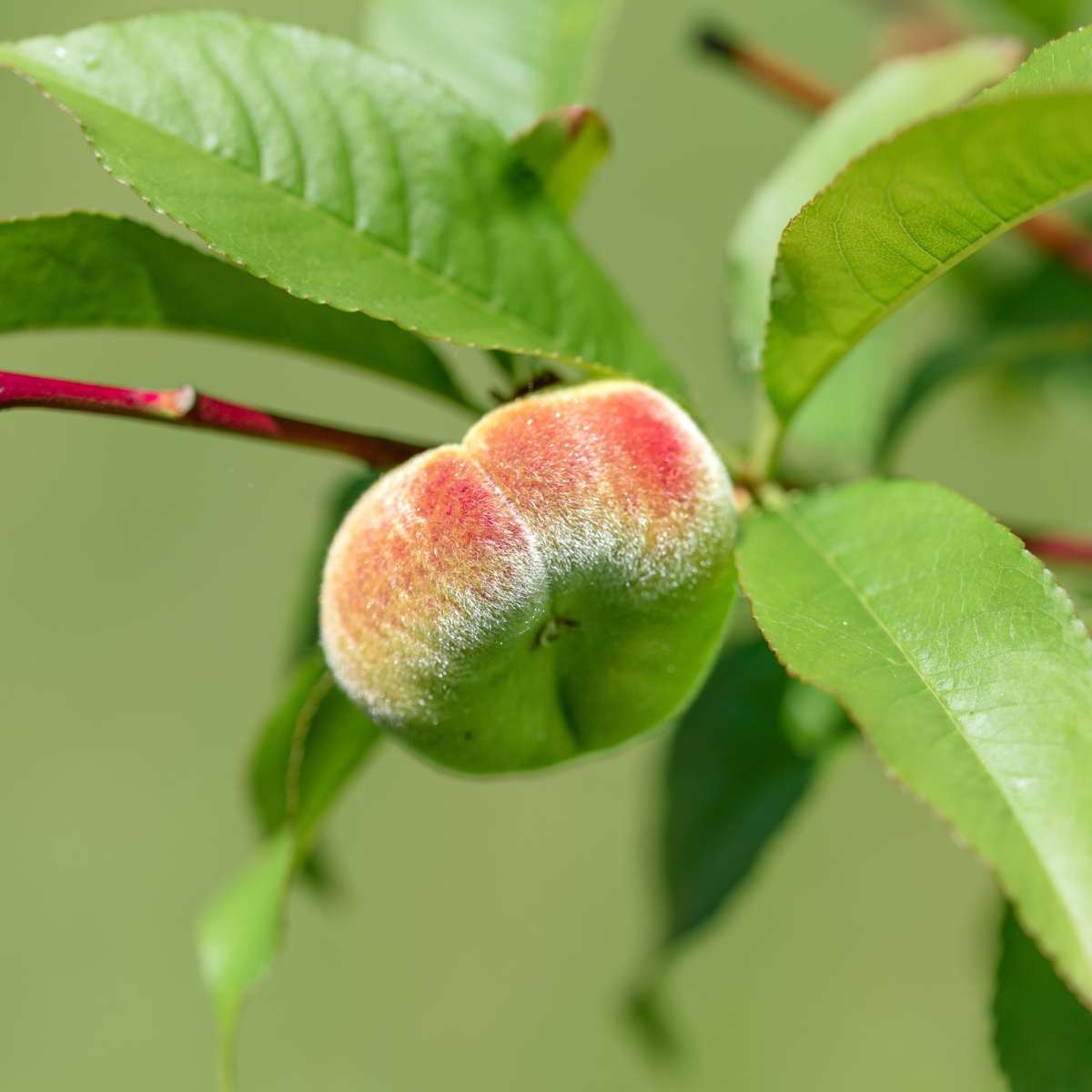 Peach Tree - 2 pcs. - Prunus Bonanza, Saturne - Height 60-70cm - ⌀15cm