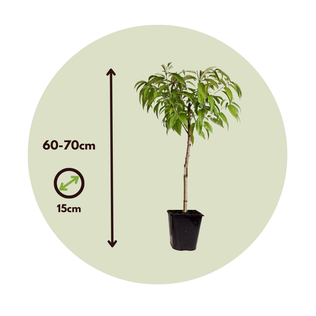 Peach Tree - 2 pcs. - Prunus Bonanza, Saturne - Height 60-70cm - ⌀15cm