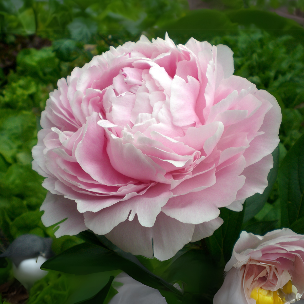 Pivoine - Set de 3 - Peaonia officinalis 'Sarah Bernhardt' - H0-40cm - ⌀9cm