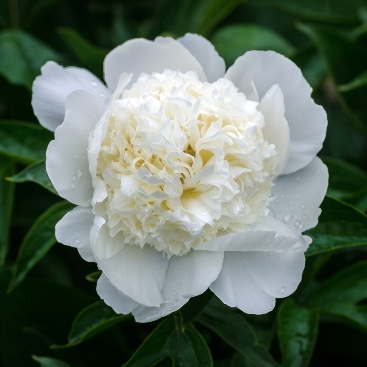 Pivoine - Set de 3 - Paeonia officinalis 'Duchesse Nemours' - H0-40cm - ⌀9cm