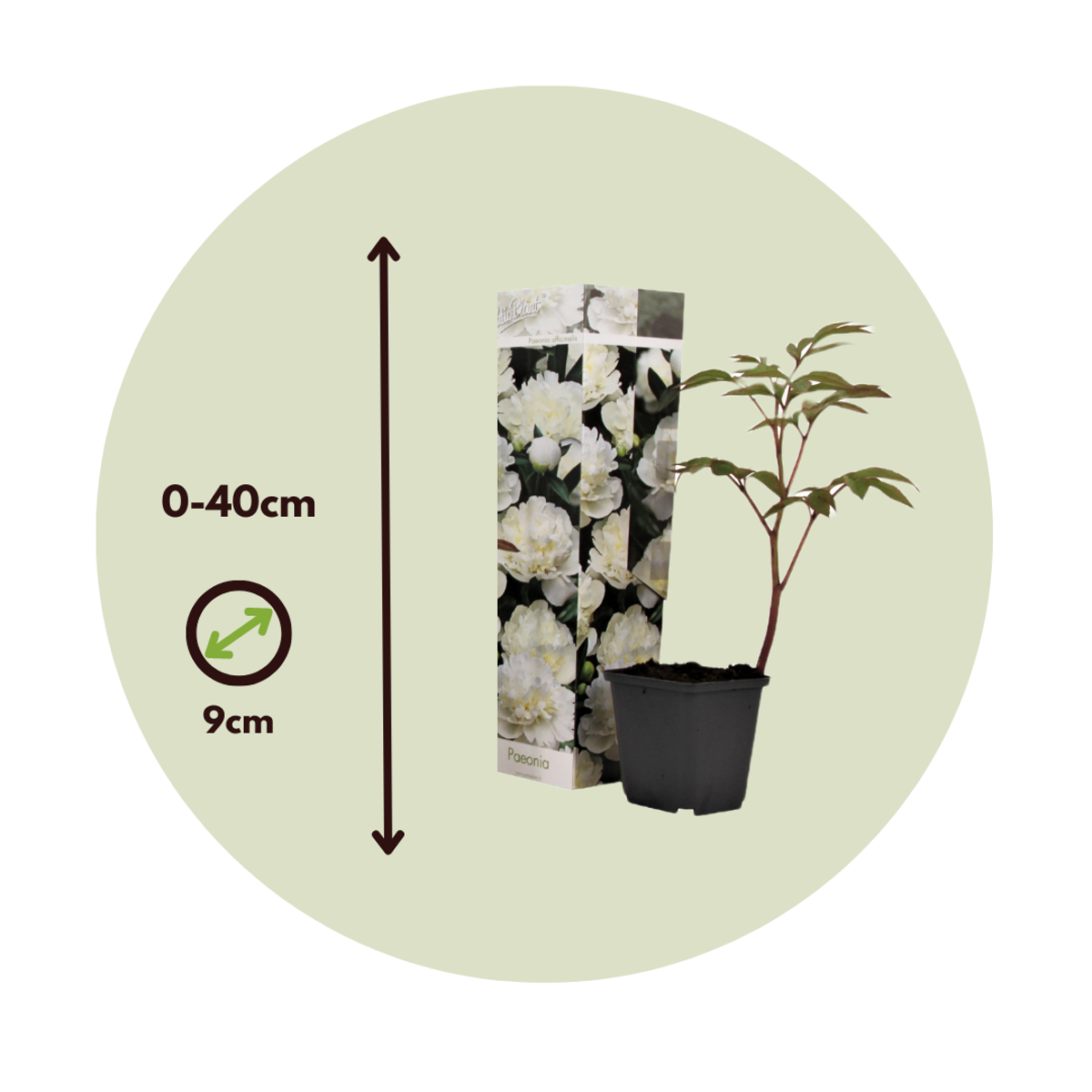 Pivoine - Set de 3 - Paeonia officinalis 'Duchesse Nemours' - H0-40cm - ⌀9cm