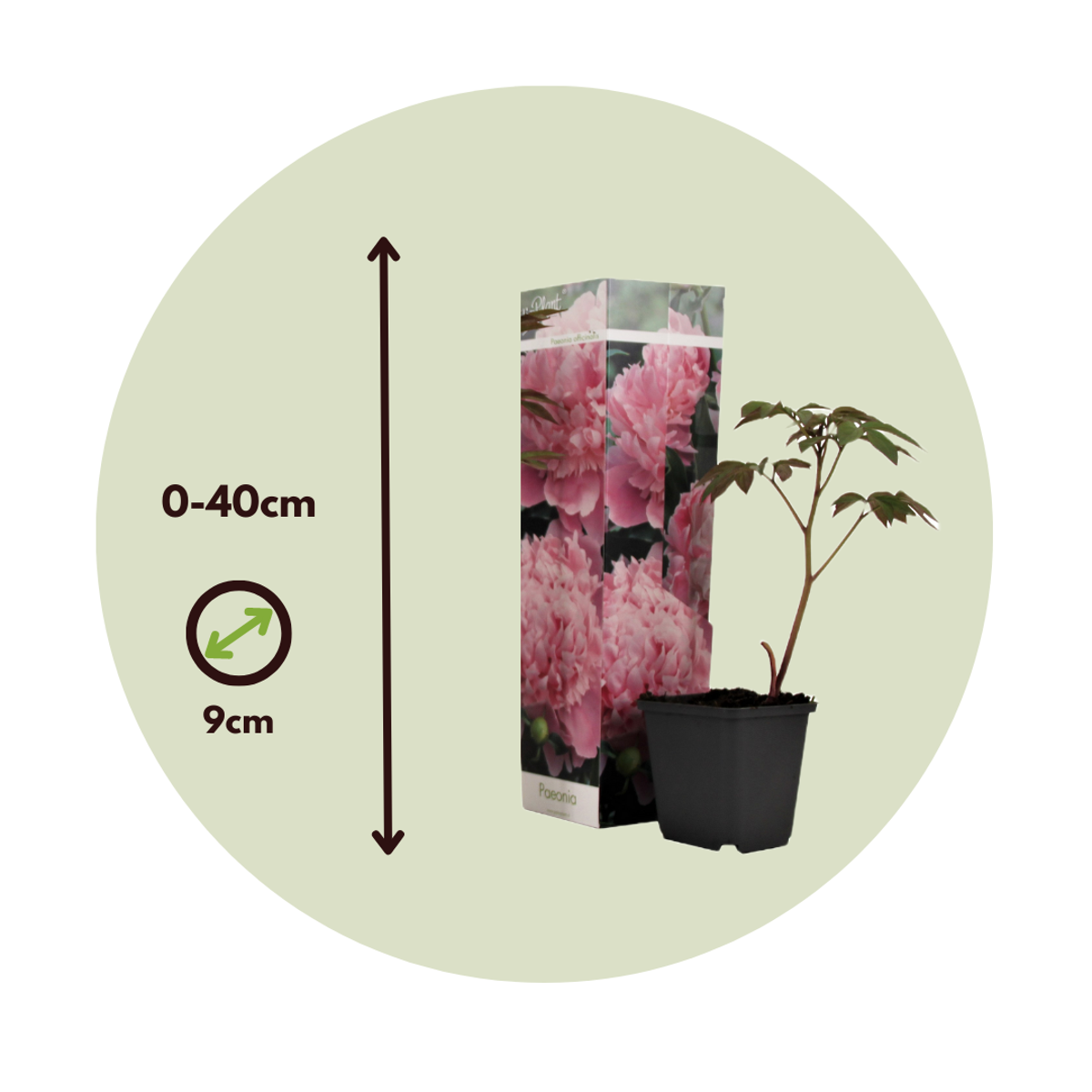 Pivoine - Set de 3 - Peaonia officinalis 'Sarah Bernhardt' - H0-40cm - ⌀9cm