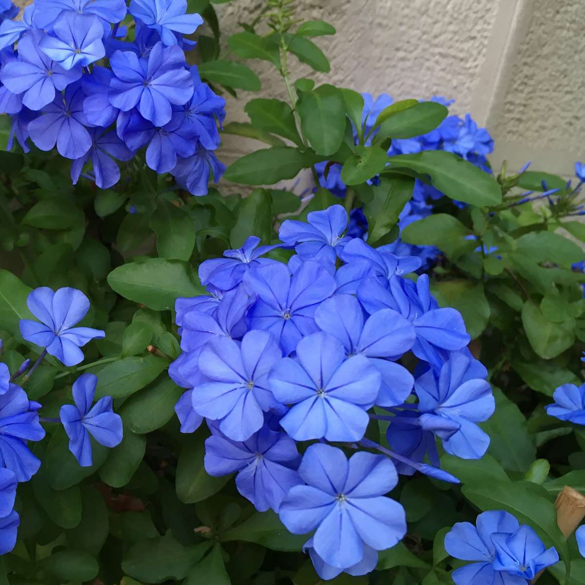 Dentelaire du Cap - Set de 6 - Plumbago auriculata - Hauteur 25-40cm - ⌀9cm - TD Plantz