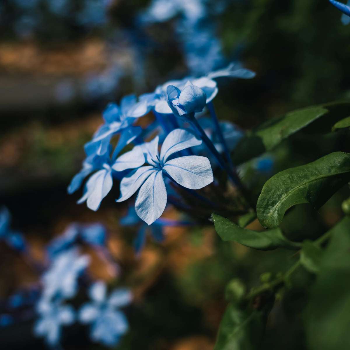 Dentelaire du Cap - Set de 6 - Plumbago auriculata - Hauteur 25-40cm - ⌀9cm - TD Plantz