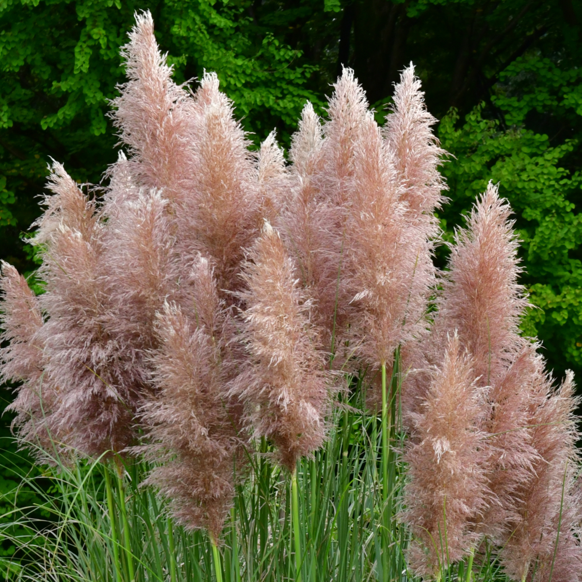 Herbe de la Pampa - Set de 6 - Cortaderia selloana - Hauteur 25-40cm - ⌀9cm - TD Plantz