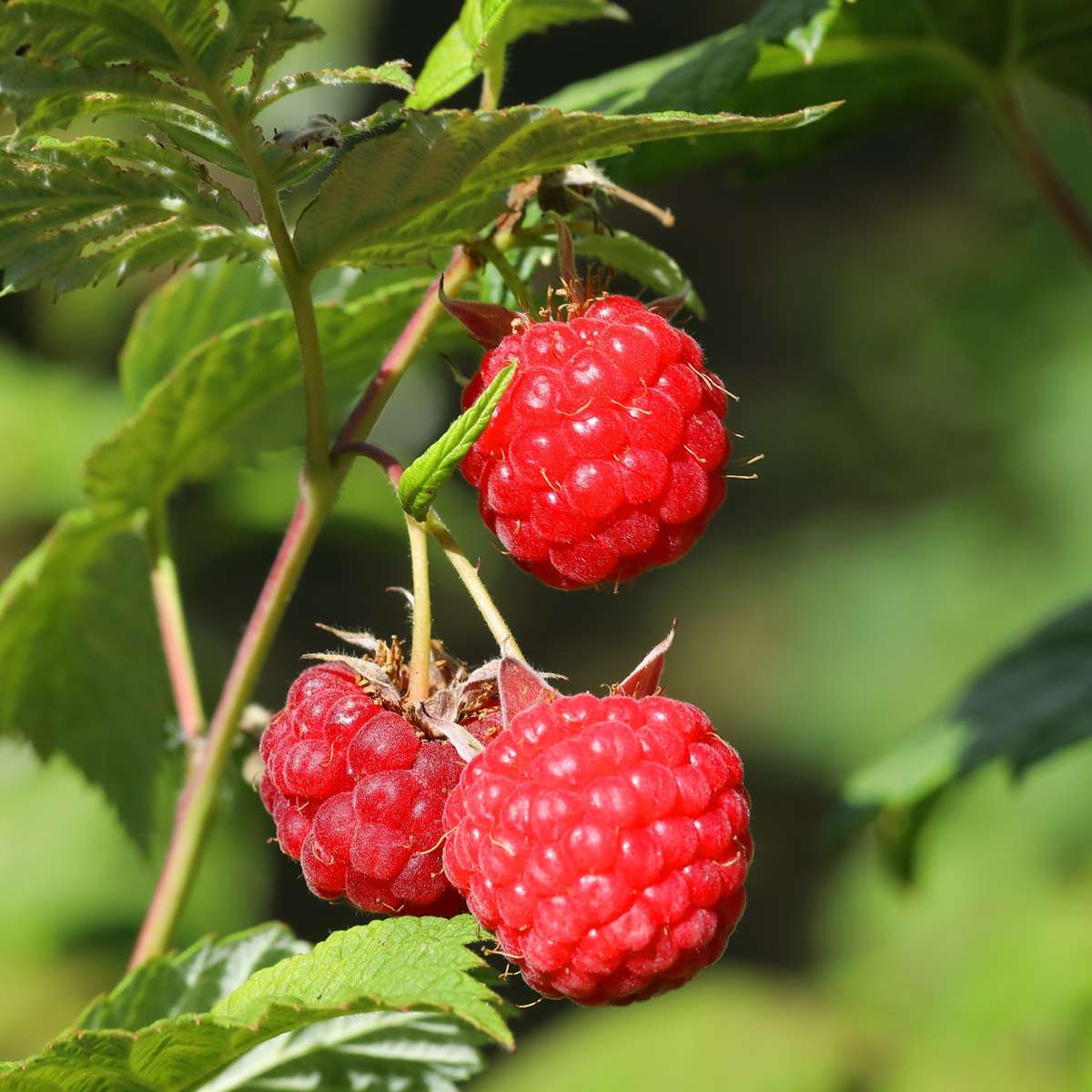 Framboisier - Set de 6 - Rubus ideaus 'Autumn Bliss' - Hauteur 25-40cm - ⌀9cm
