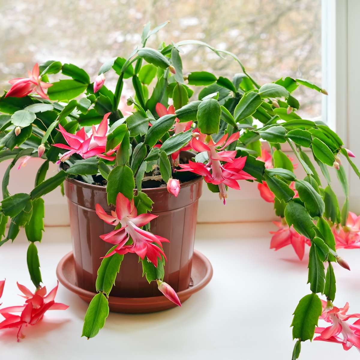 Cactus de Noël - Set de 3 - Schlumbergera 'Tricolor' - Hauteur 15-25cm - ⌀9cm