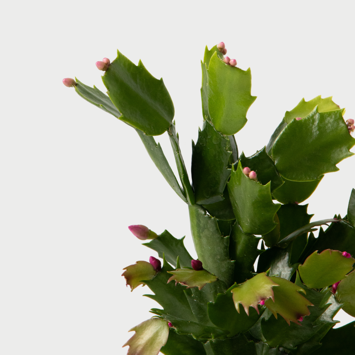 Cactus de Noël - Set de 3 - Schlumbergera 'Tricolor' - Hauteur 15-25cm - ⌀9cm