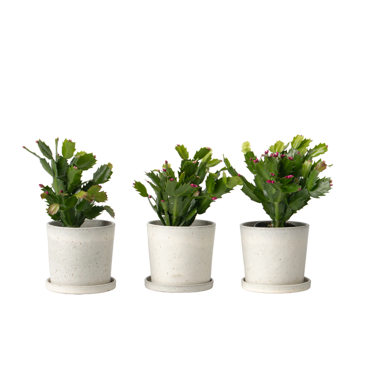 Cactus de Noël - Set de 3 - Schlumbergera 'Tricolor' - Hauteur 15-25cm - ⌀9cm