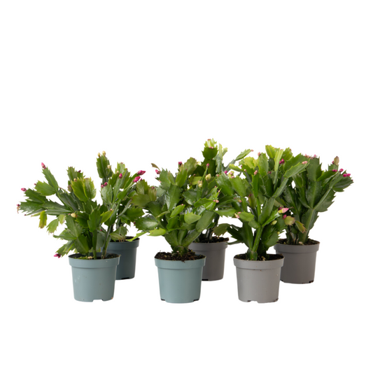 Cactus de Noël - Set de 6 - Schlumbergera 'Tricolor' - Hauteur 15-25cm - ⌀9cm