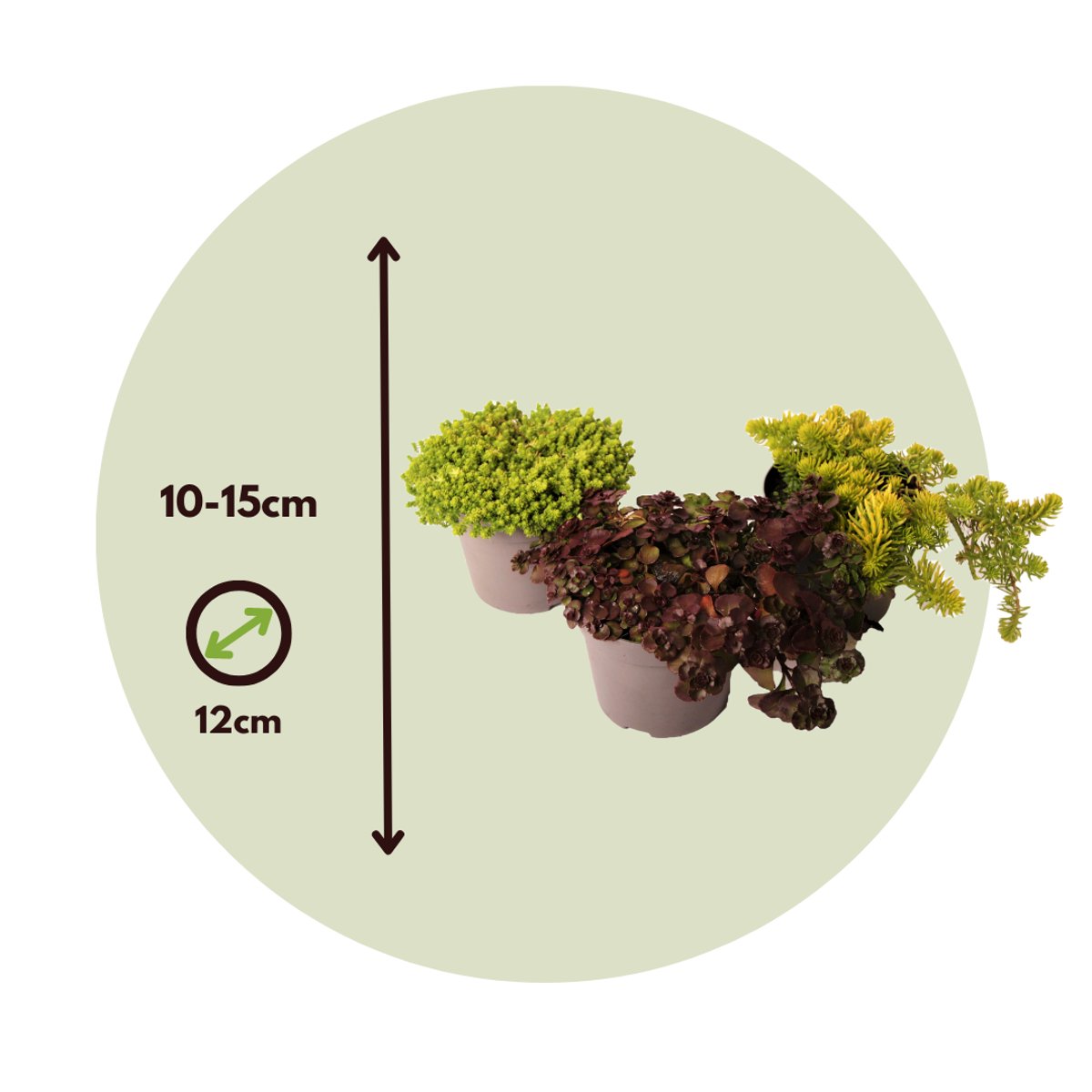Orpin - Set de 6 - Sedum reflexum - Hauteur 10-15cm - ⌀12cm