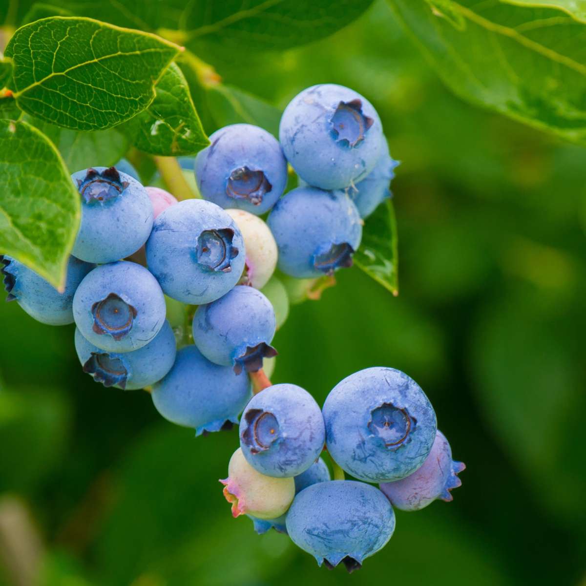 Mélange de plantes fruitières - Set de 3 - Lycium, Vaccinium - H25-40cm - ⌀9cm