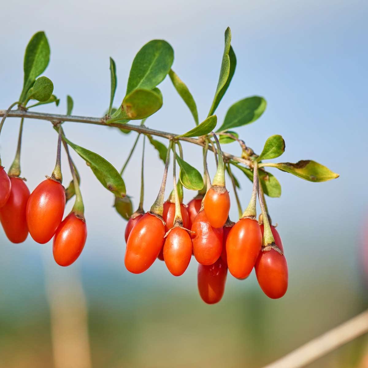 Mélange de plantes fruitières - Set de 3 - Lycium, Vaccinium - H25-40cm - ⌀9cm