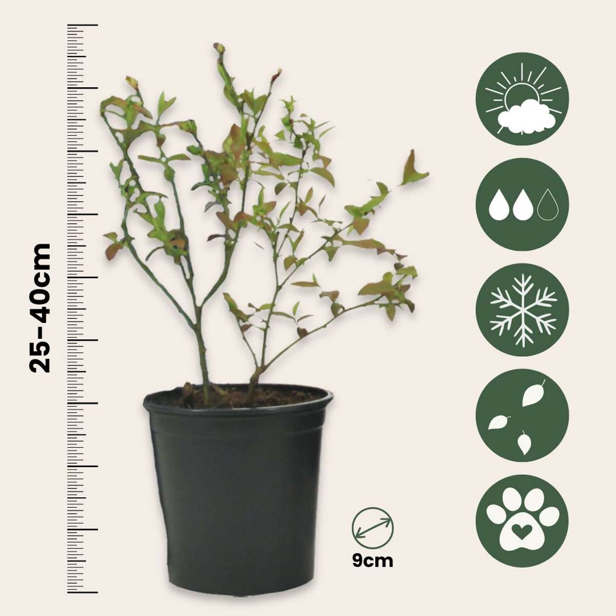 Mélange de plantes fruitières - Set de 3 - Lycium, Vaccinium - H25-40cm - ⌀9cm