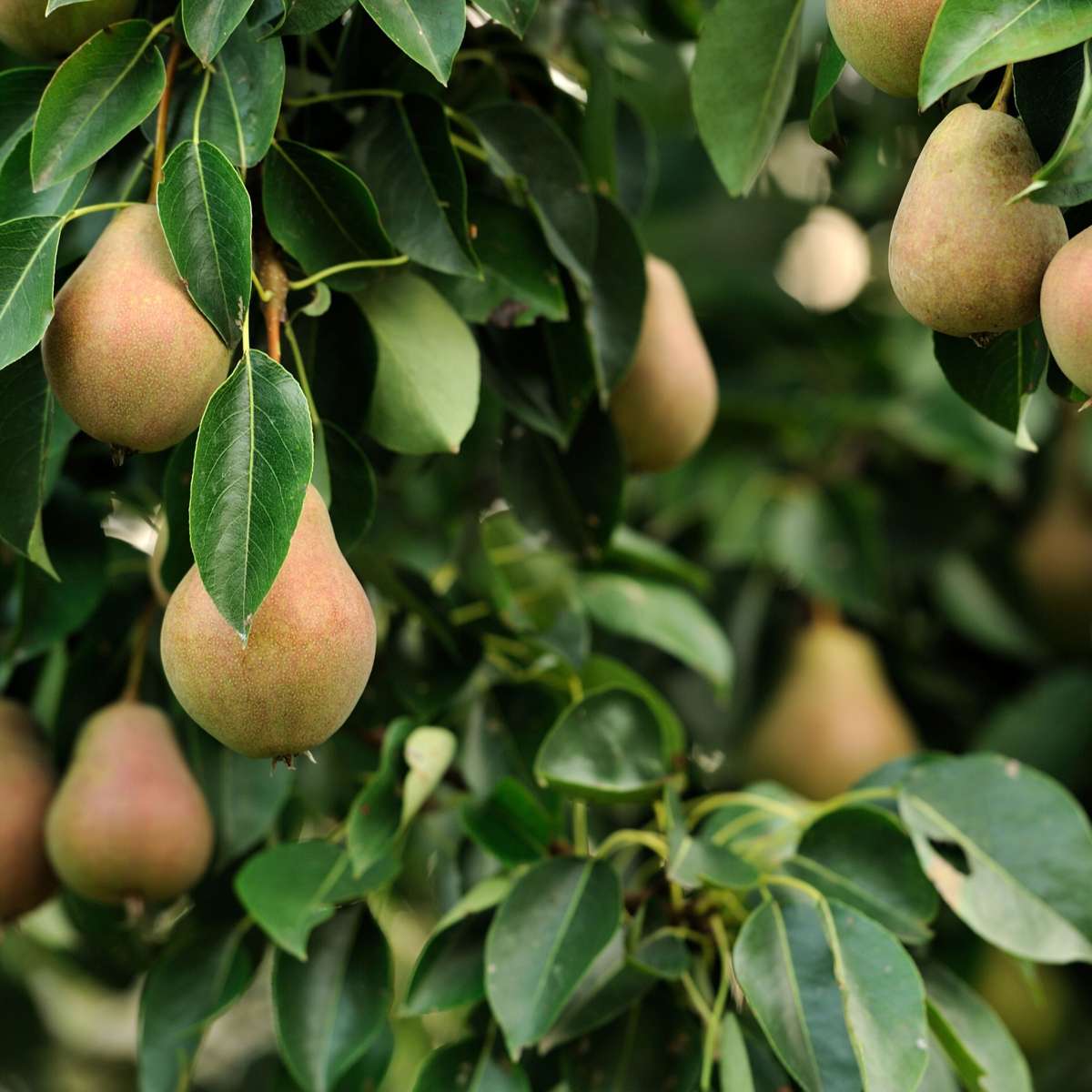 Colonnes de fruits - Set de 3 - Pomme, Poire - Hauteur 60-70cm - ⌀9cm