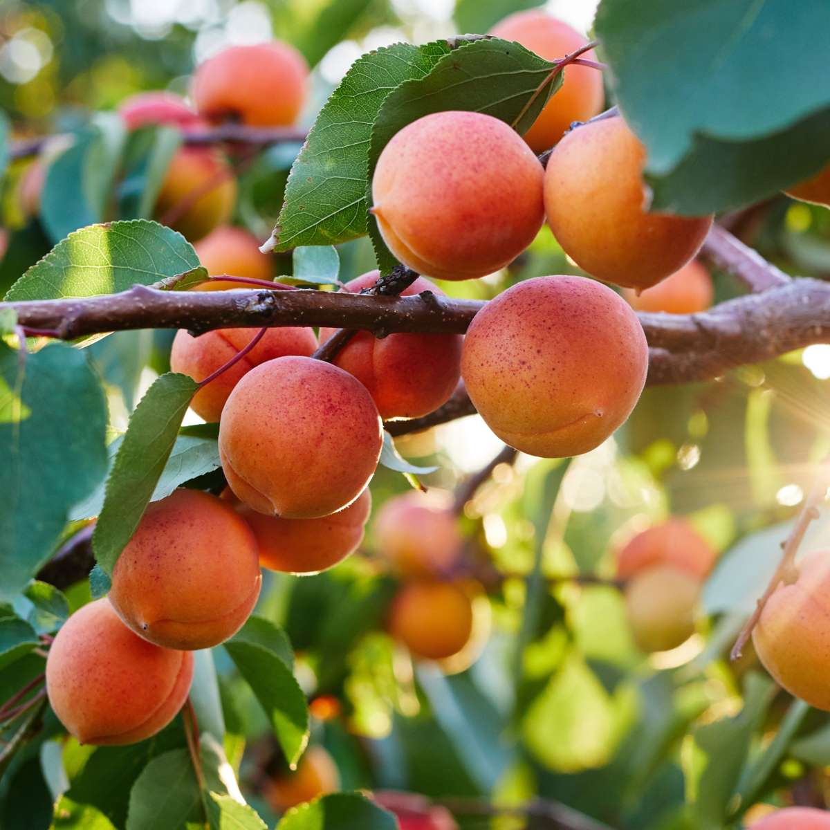 Apple, pear, apricot - 6 pcs. - Sweet Pillar - Height 60-70cm - ⌀9cm
