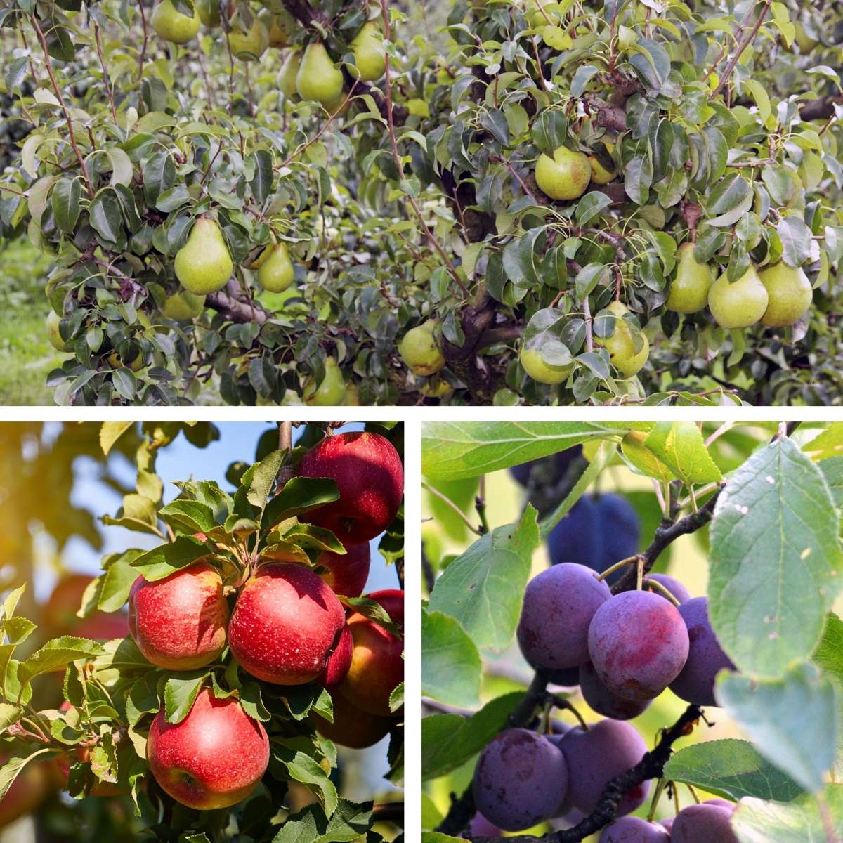 Apple, pear, apricot - 6 pcs. - Sweet Pillar - Height 60-70cm - ⌀9cm