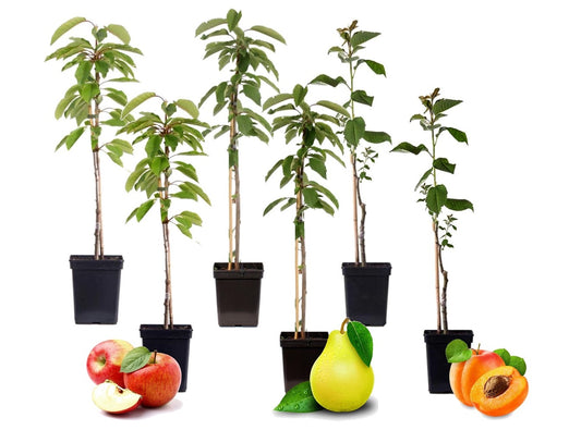 Apple, pear, apricot - 6 pcs. - Sweet Pillar - Height 60-70cm - ⌀9cm