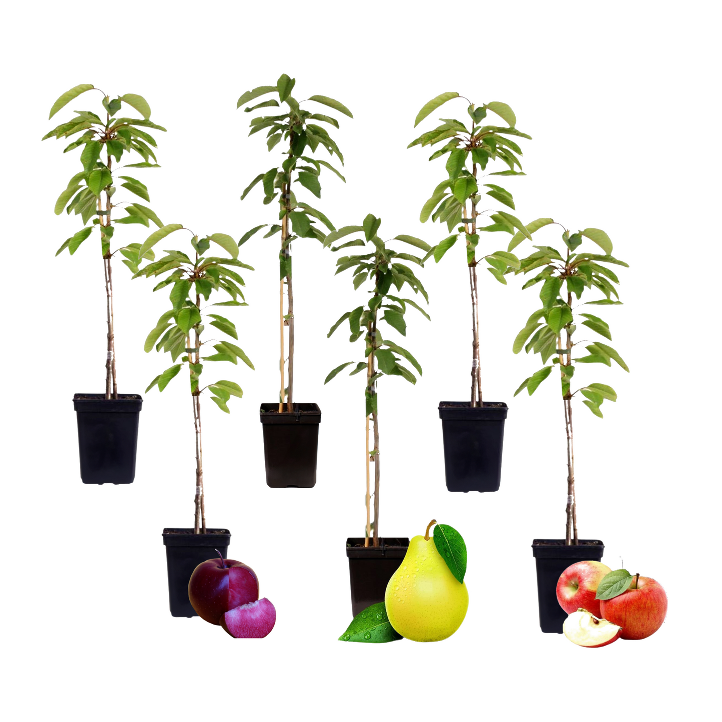 Colonnes de fruits - Set de 6 - Pomme, poire - Hauteur 60-70cm - ⌀9cm