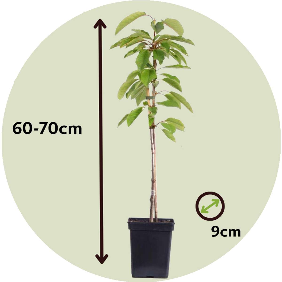 Apple, pear, apricot - 6 pcs. - Sweet Pillar - Height 60-70cm - ⌀9cm