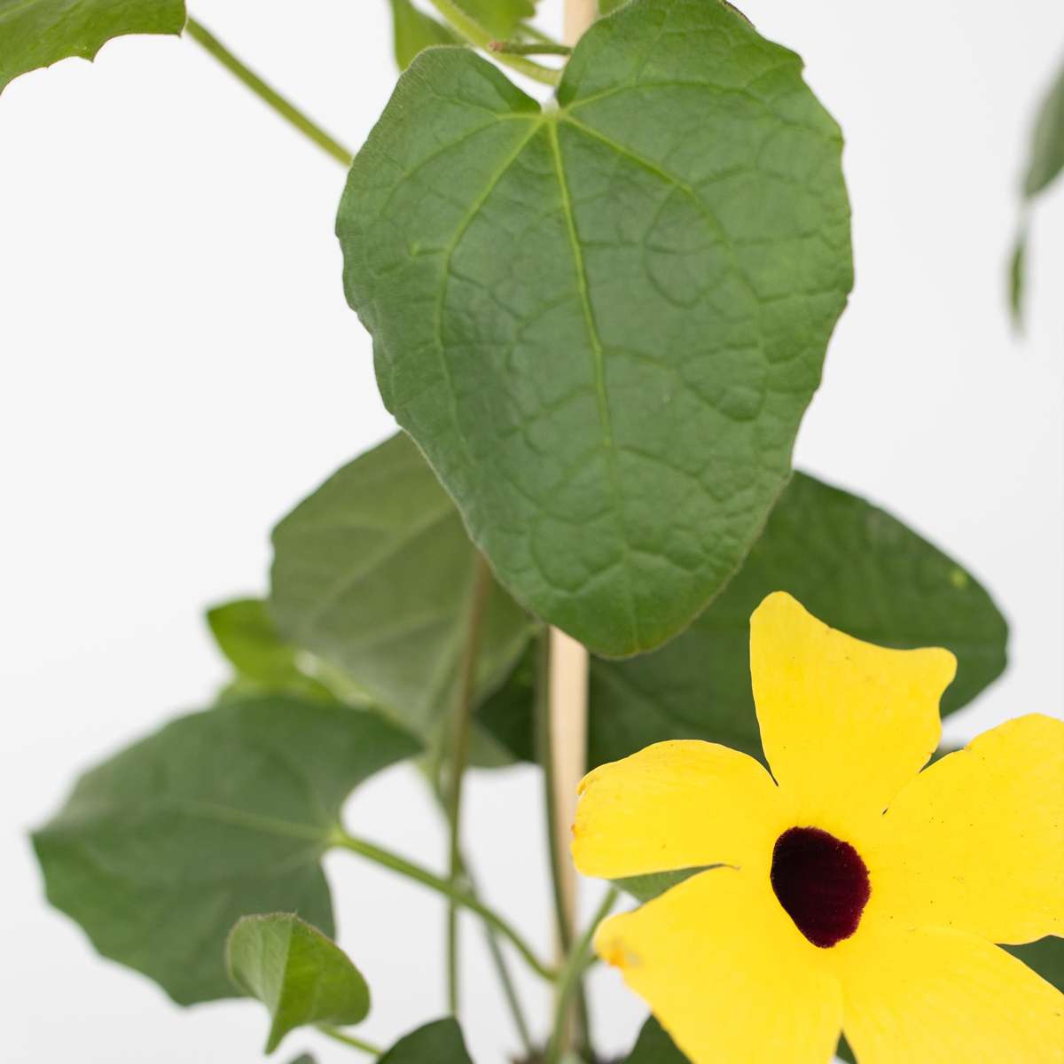 Suzanne aux yeux noirs - Set de 3 - Thunbergia alata - Hauteur 25-40cm - ⌀9cm