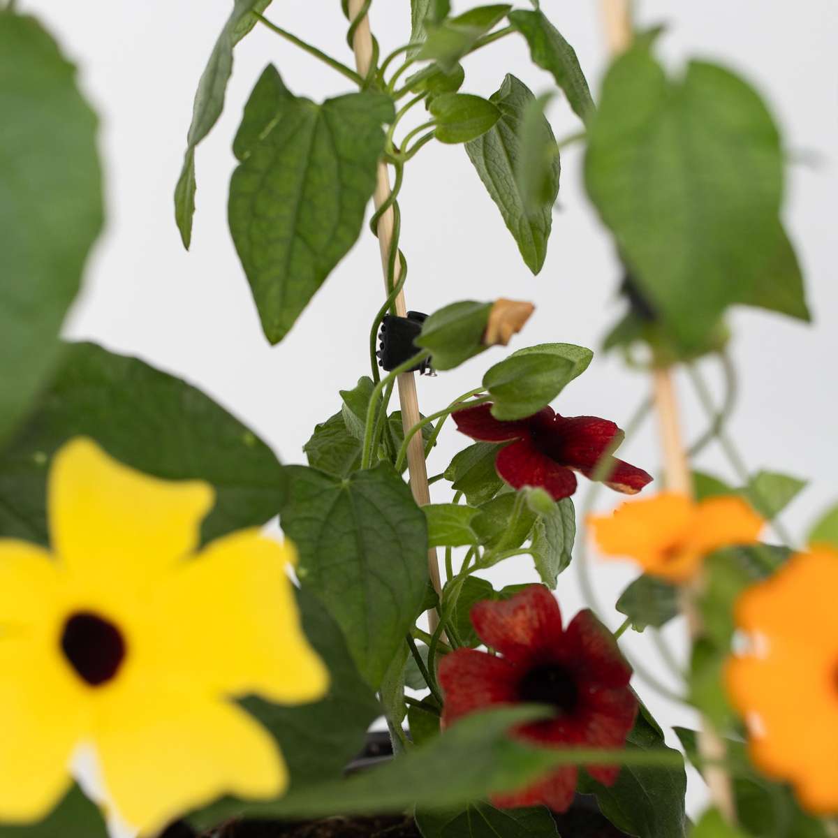 Suzanne aux yeux noirs - Set de 3 - Thunbergia alata - Hauteur 25-40cm - ⌀9cm
