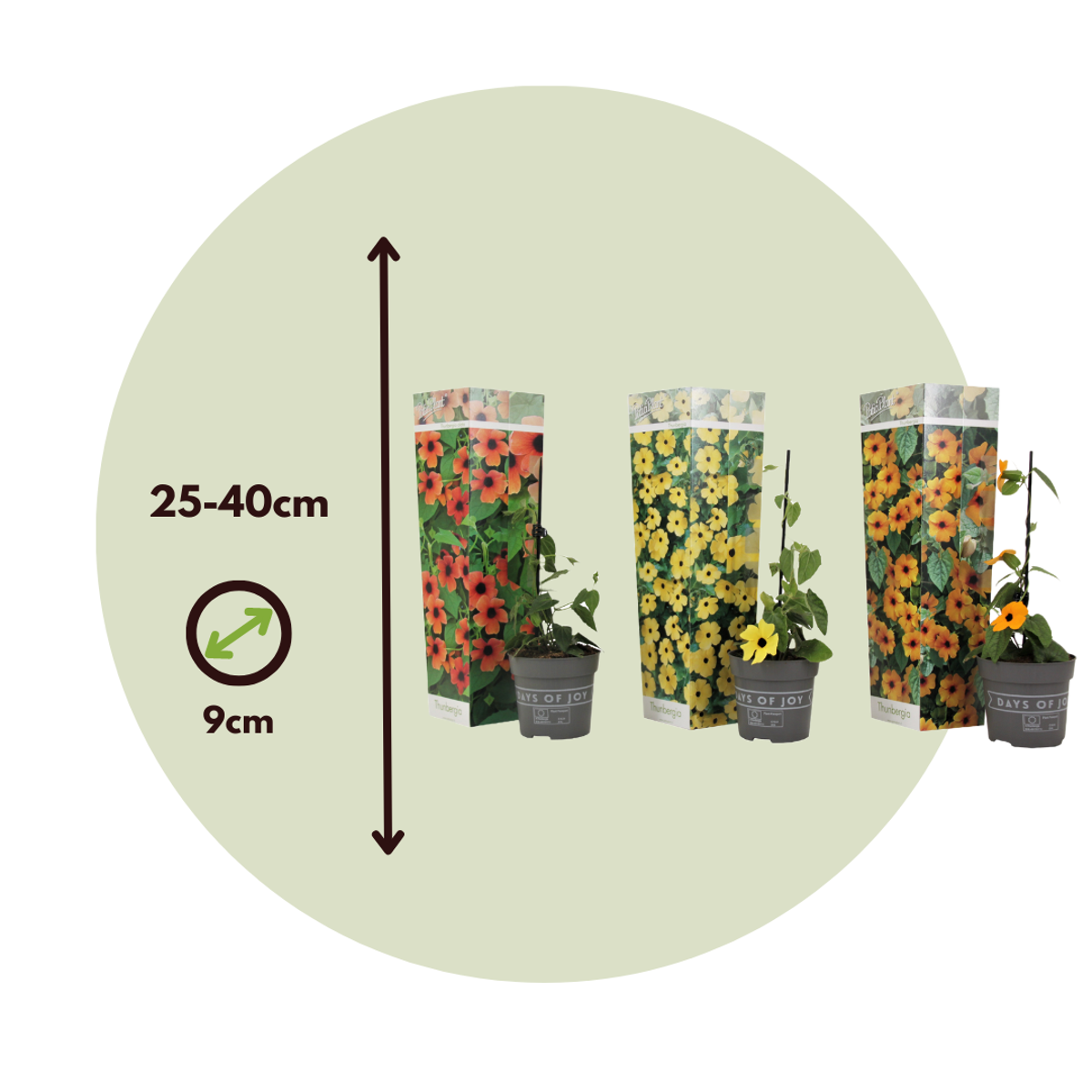 Suzanne aux yeux noirs - Set de 3 - Thunbergia alata - Hauteur 25-40cm - ⌀9cm