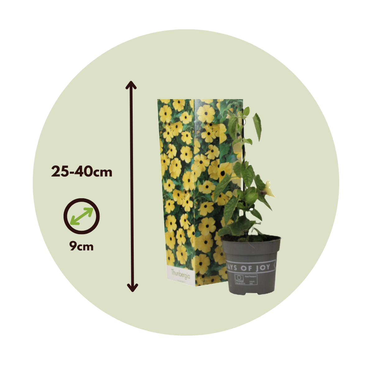 Suzanne aux yeux noirs - Set de 3 - Thunbergia alata 'Lemon' - H25-40cm - ⌀9cm