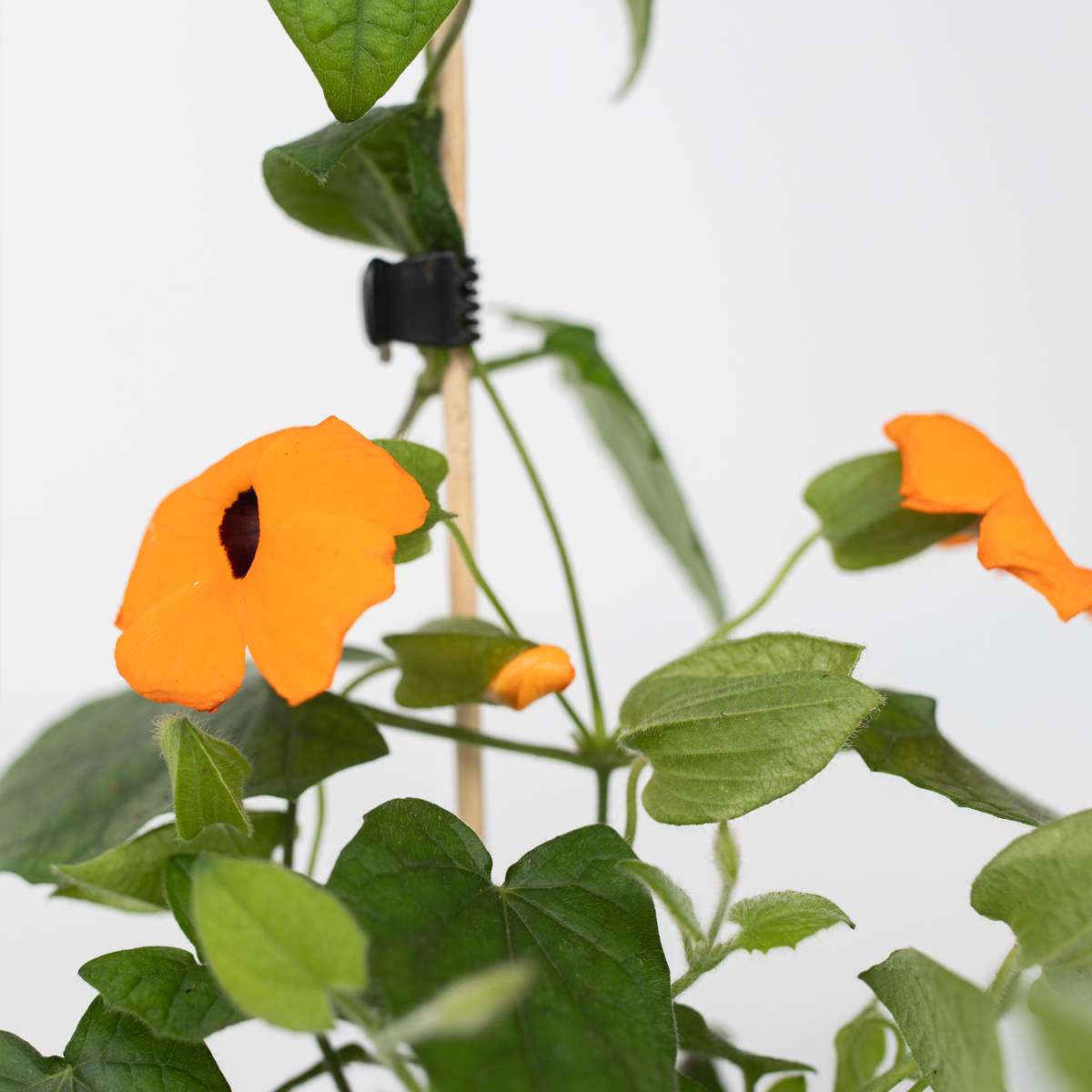 Suzanne aux yeux noirs - Set de 3 - Thunbergia alata 'Orange' - H25-40cm - ⌀9cm