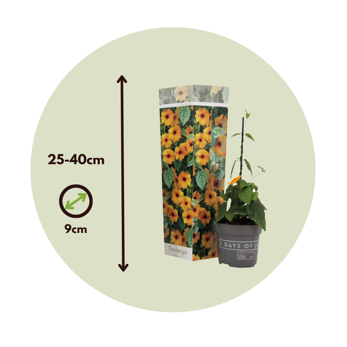 Suzanne aux yeux noirs - Set de 3 - Thunbergia alata 'Orange' - H25-40cm - ⌀9cm