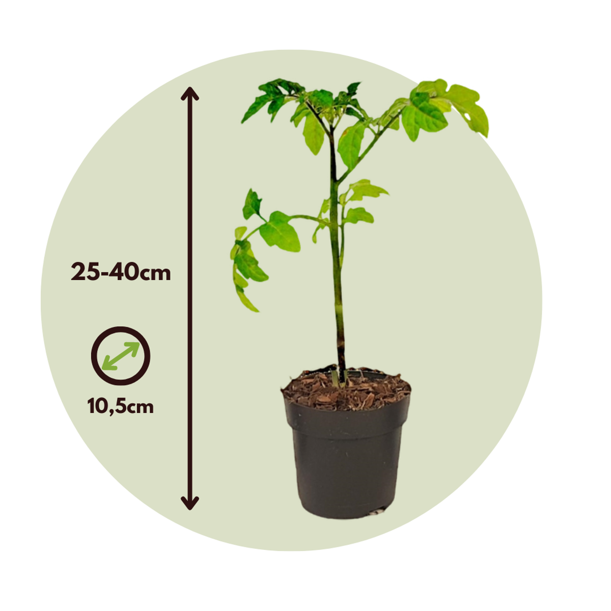 Tomate-pomme de terre - Solanum 'Tomtato' - Hauteur 25-40cm - ⌀10,5cm