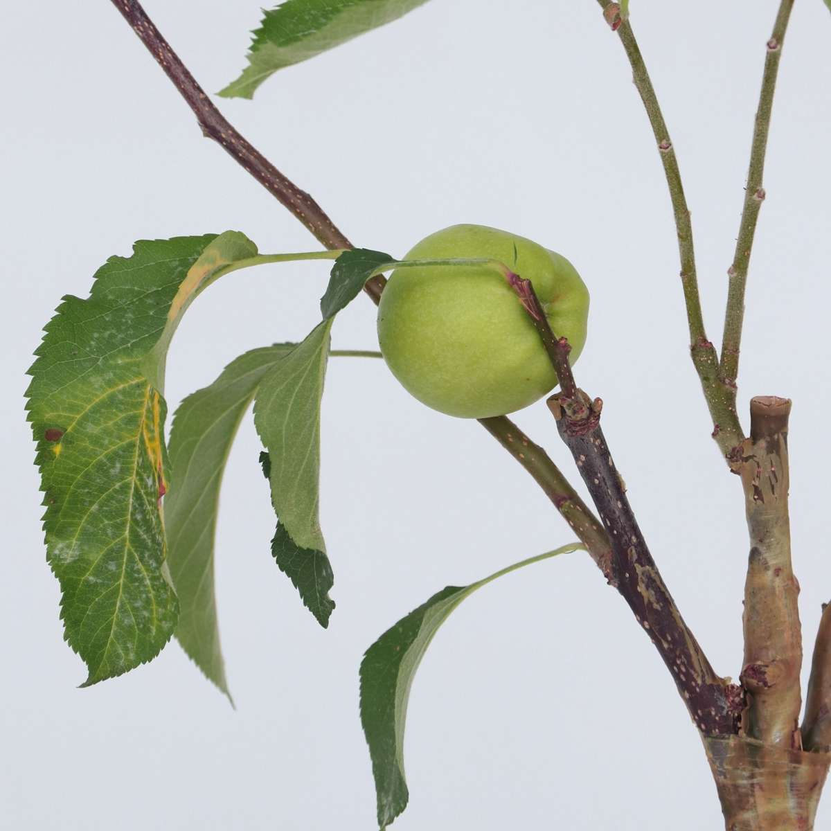 Pommier - Malus - Hauteur 60-70cm - ⌀17cm