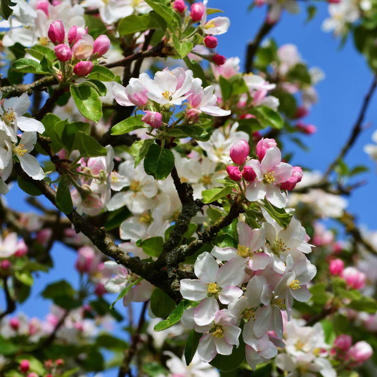 Pommier - Malus - Hauteur 60-70cm - ⌀17cm