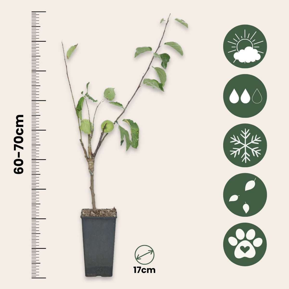 Pommier - Set de 2 - Malus - Hauteur 60-70cm - ⌀17cm