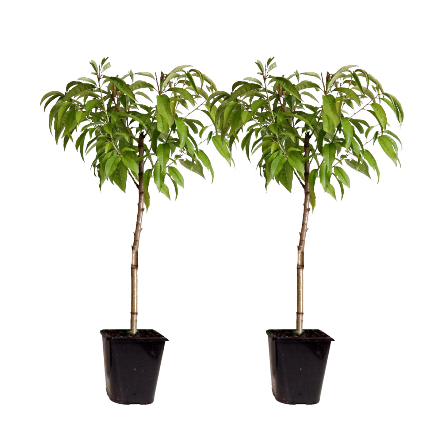 Prunier pêches - Set de 2 - Prunus persica 'Saturne' - Hauteur 60-70cm - ⌀15cm