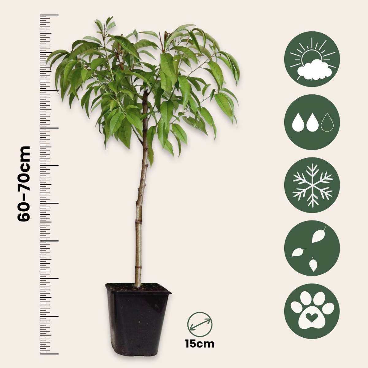 Prunier pêches - Set de 2 - Prunus persica 'Saturne' - Hauteur 60-70cm - ⌀15cm