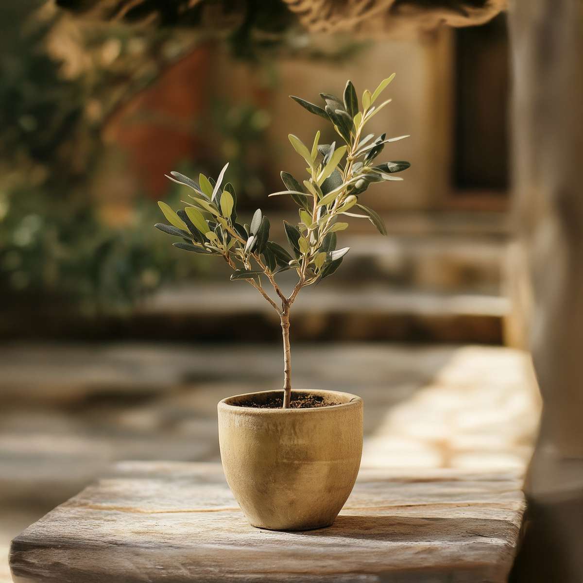 Olivier - Set de 2 - Olea europaea - Hauteur 25-40cm - ⌀9cm